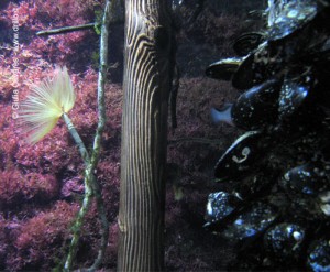 La laguna all'acquario di Milano