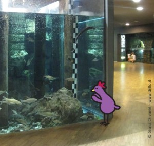 Bambini, Acquario di Milano, vasca del Lago di Como